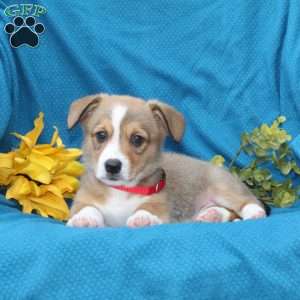 Buster, Pembroke Welsh Corgi Puppy